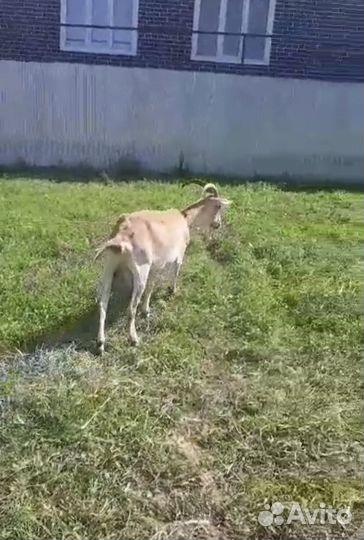 Коза дойная