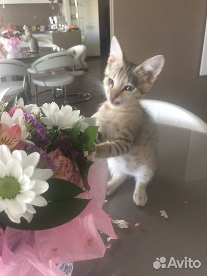 Милый, здоровый котенок Тигруша, 1,5 месяца