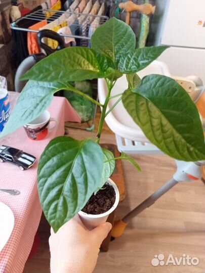 Рассада перца сладкого