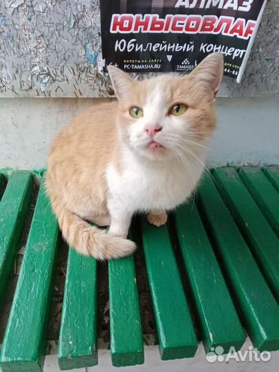 Кошка в добрые руки