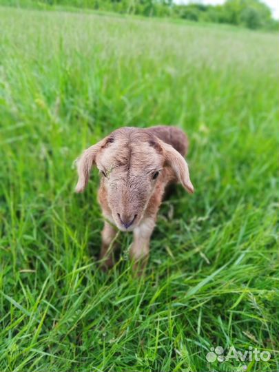 Курдючные бараны овцы
