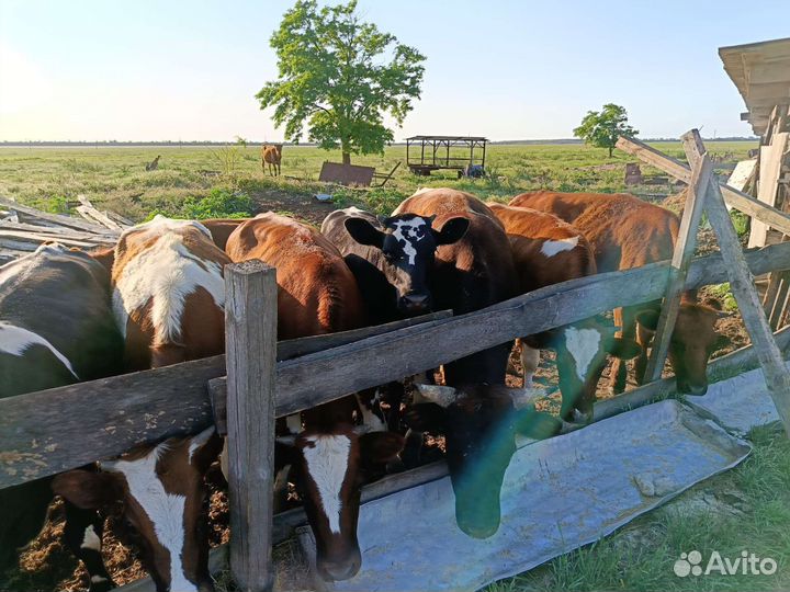 Продаются телки