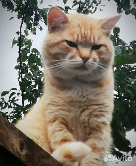Котику нужен дом