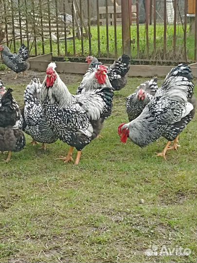 Инкубационное яйцо Виандот