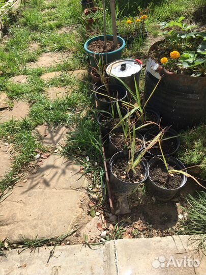 Лемонграсс