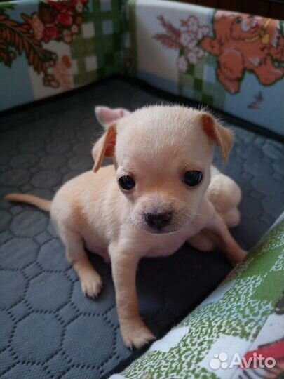 Продается щенок той-терьер