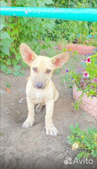 Щенок мальчик в добрые руки