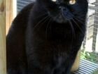 Котята британские черные объявление продам