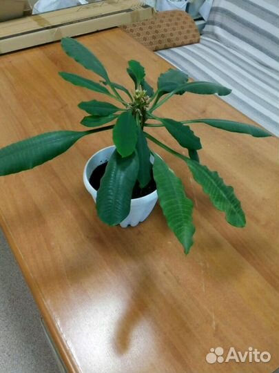 Молочай комнатный