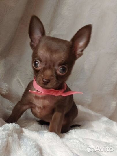 Чихуахуа щенки