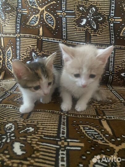 Котики в дар