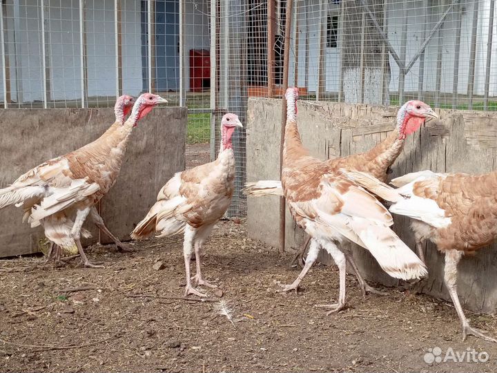 Индюки узбекские палевые