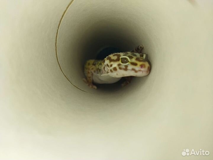 Геккон эублефар