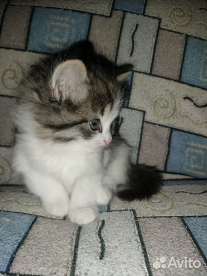 Котята в добрые руки приучены к лотку