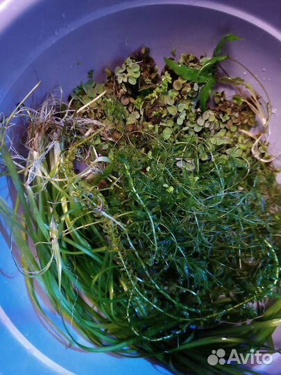 Водоросли для аквариума