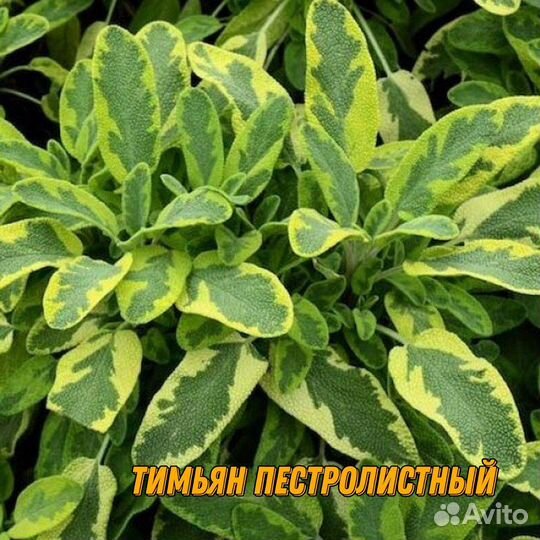 Кустарники яснотковые