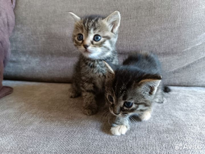 Котята в дар бесплатно