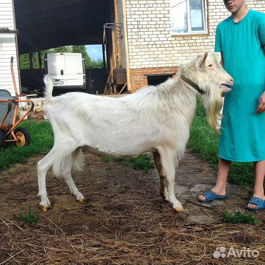 Козел зааненский