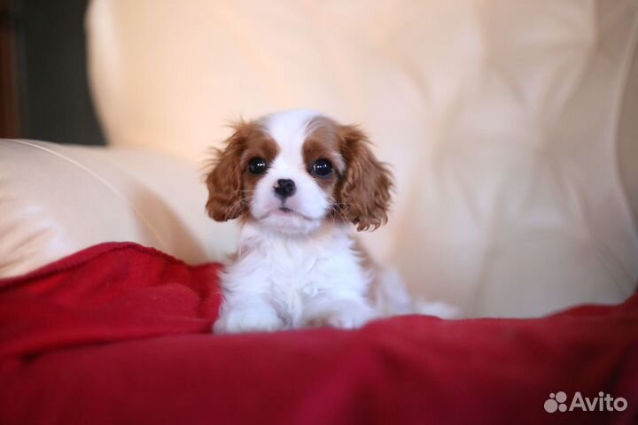 Мини Кавалер Кинг Чарльз спаниель