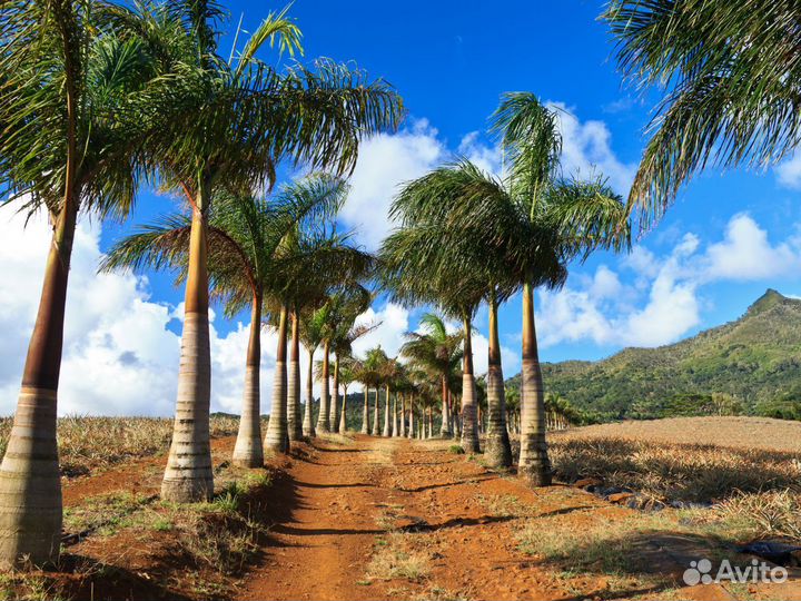 Турне на Mauritius на 7 нч за двоих человек