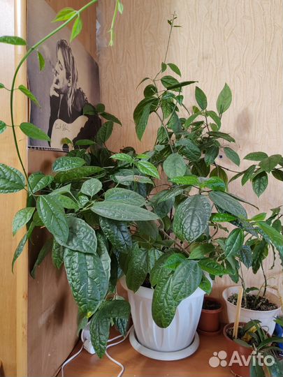 Клеродендрум томсона