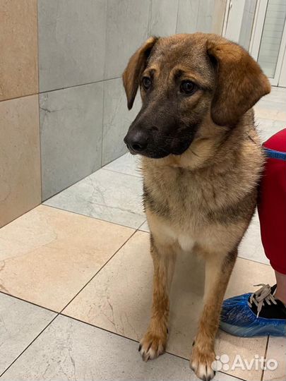 Собака в добрые руки