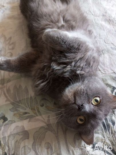 Кот Британец