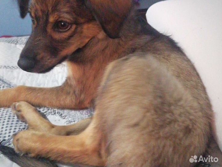 Собака в добрые руки щенок