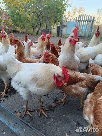 Молодые петухи