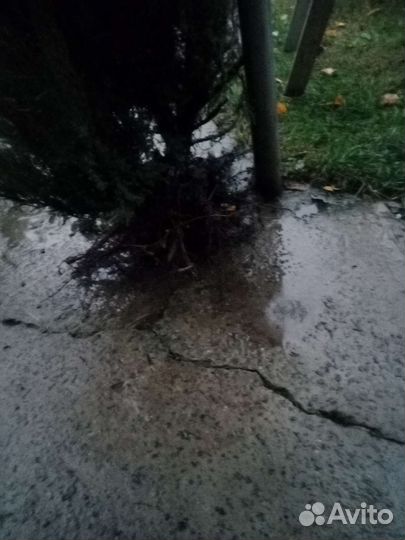 Можжевельник