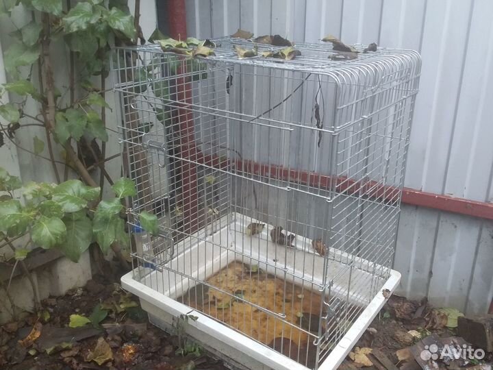 Большая клетка