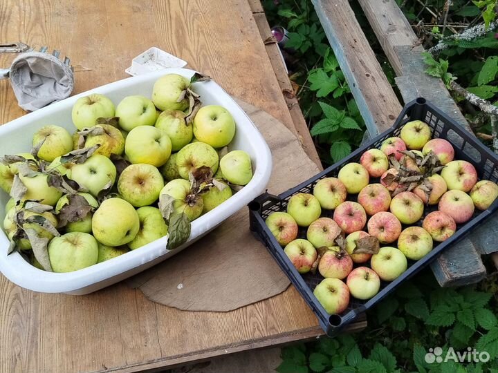 Яблоки домашние 1кг -100кг