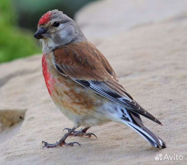 Щегол, Репел, Чиж, Дубанос, Зеленушка, Зяблик