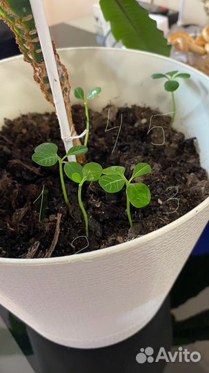 Молочай беложильчатый