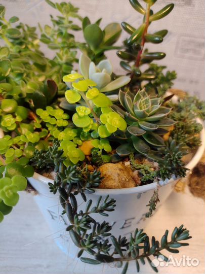 Флорариум. Суккуленты