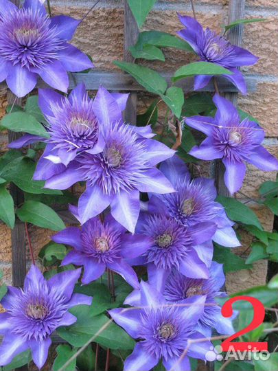 Клематисы