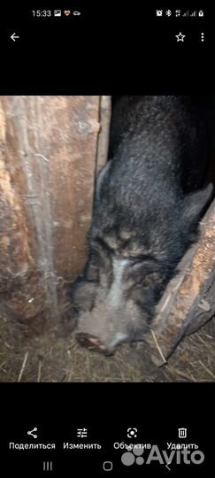 Вьетнамский вислобрюхий хряк на племя