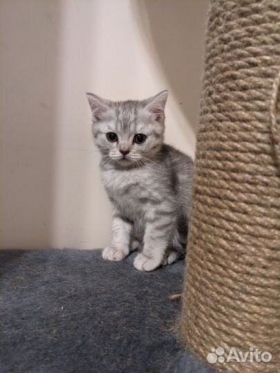 Британские котята