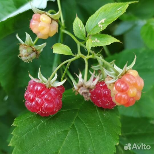 Малина и другие плодовые кустарники