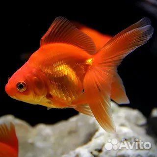 Аквариумные рыбки