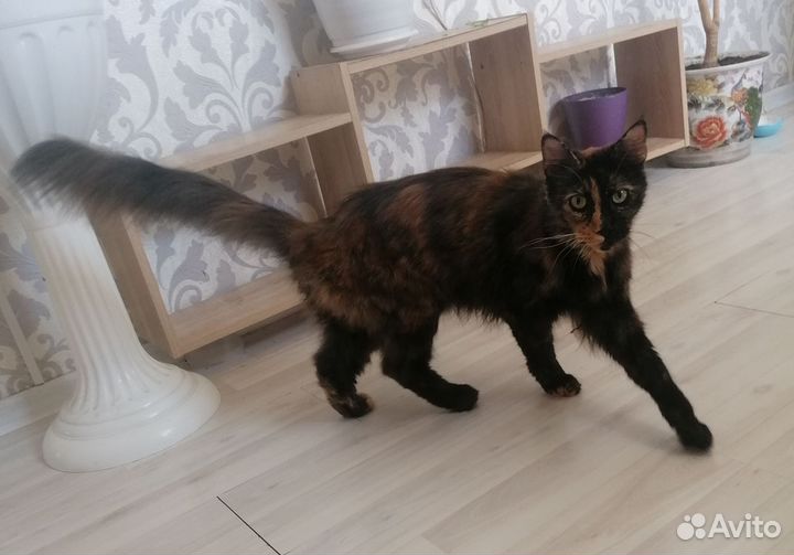 Отдам мейн-кун бесплатно