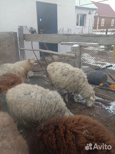 Овцы бараны