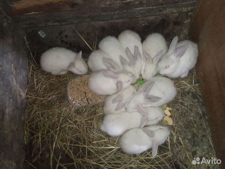 Крольчата