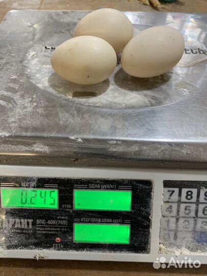 Яйцо утиное инкубационное