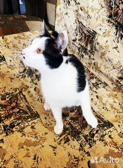 Молодая кошечка