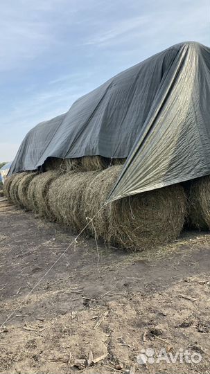 Сено люцерны в тюках