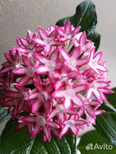 Пентас (Египетская звезда) разные сорта