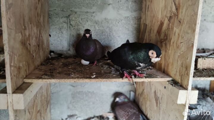 Голуби порода 