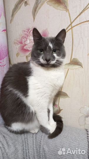 Кошечка ищет дом