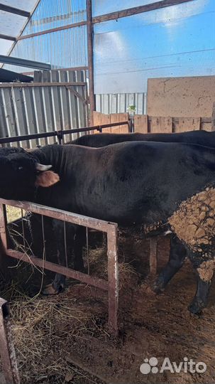 Продам быков